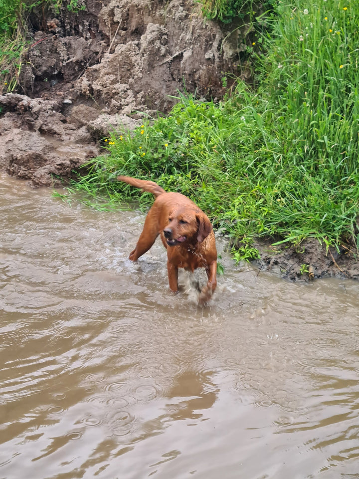 MLD Private Dog Field Hire -- The Stream Explorer