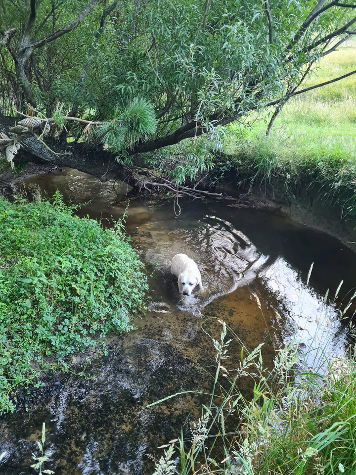 MLD Private Dog Field Hire -- The Stream Explorer