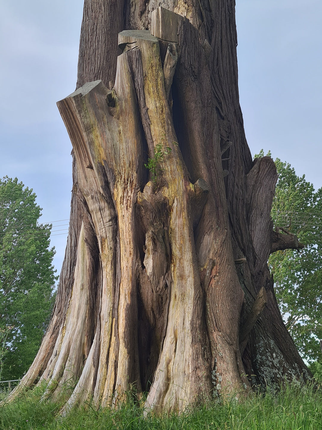 MLD Private Dog Field Hire -- The Stream Explorer