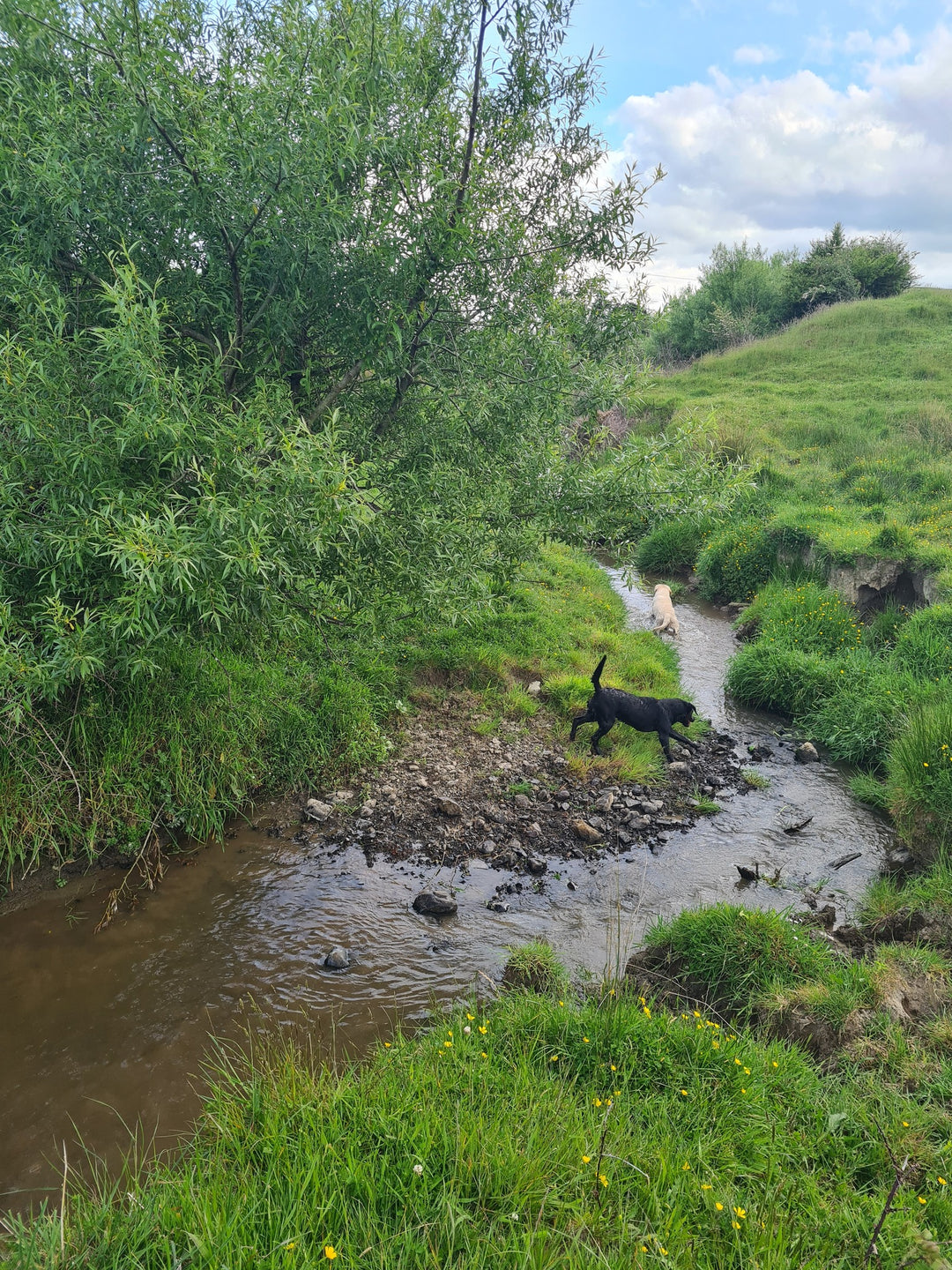 MLD Private Dog Field Hire -- The Stream Explorer