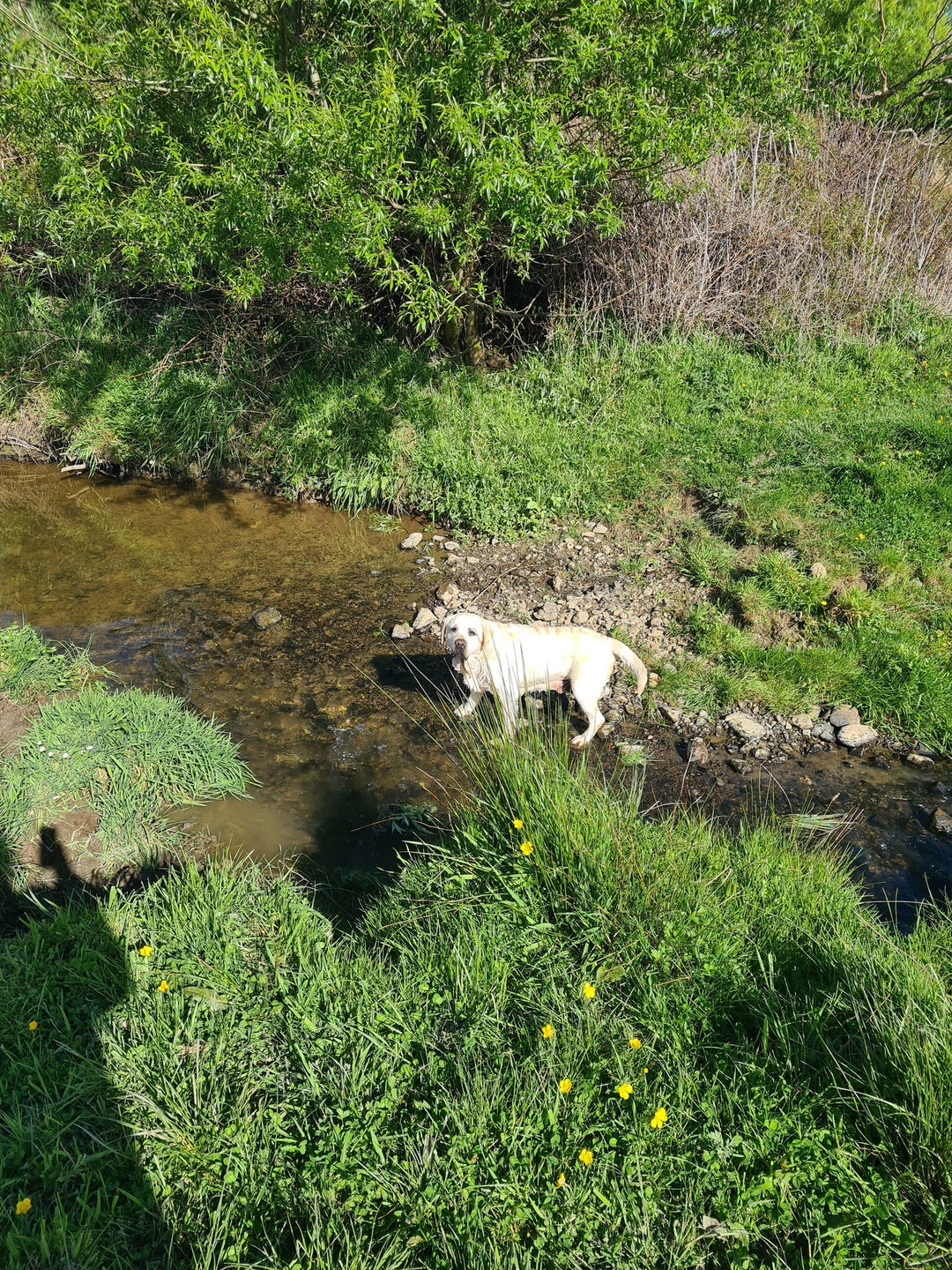 MLD Private Dog Field Hire -- The Stream Explorer