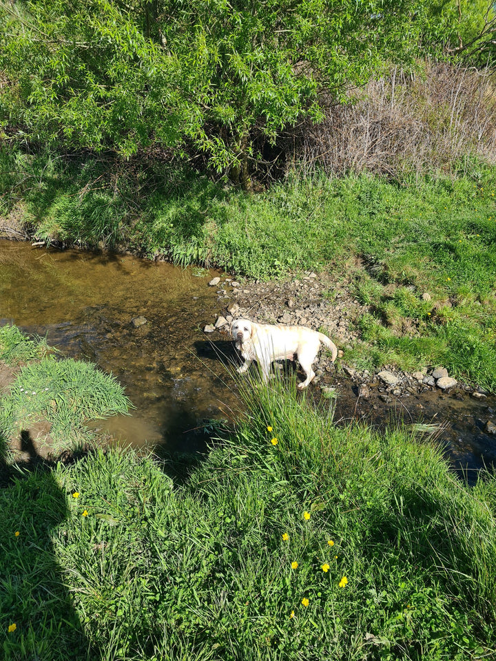 MLD Private Dog Field Hire -- The Stream Explorer