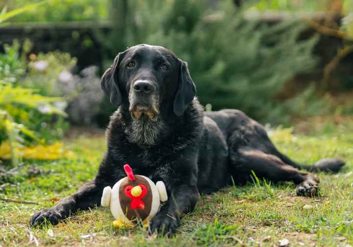 P.L.A.Y. Barnyard Buddies -- Ryan the Rooster