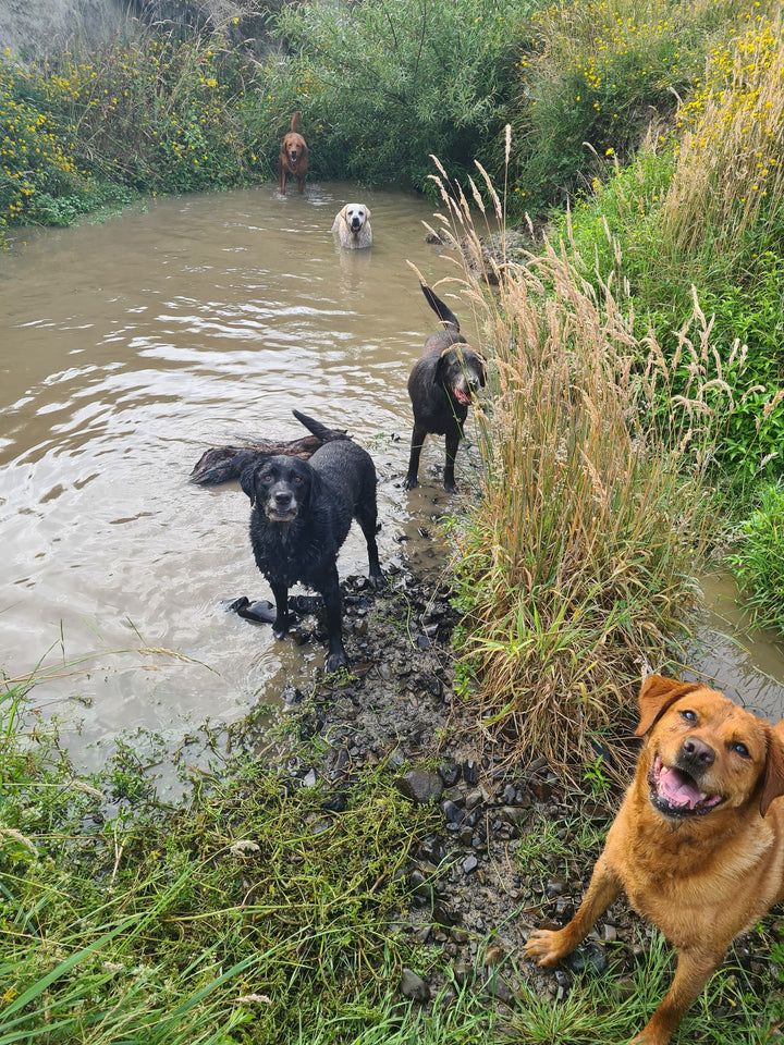 MLD Private Dog Field Hire -- The Stream Explorer