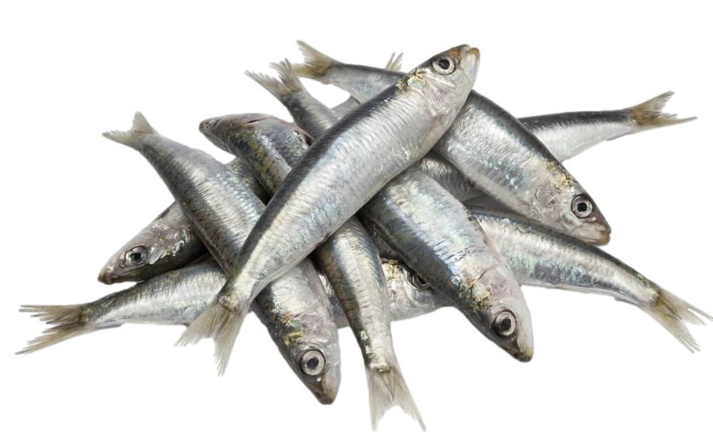 5kg Pilchards