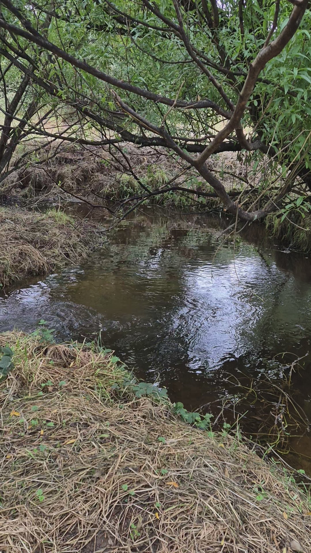 MLD Private Dog Field Hire -- The Stream Explorer