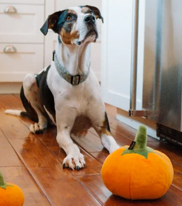 P.L.A.Y. Garden Fresh Pumpkin