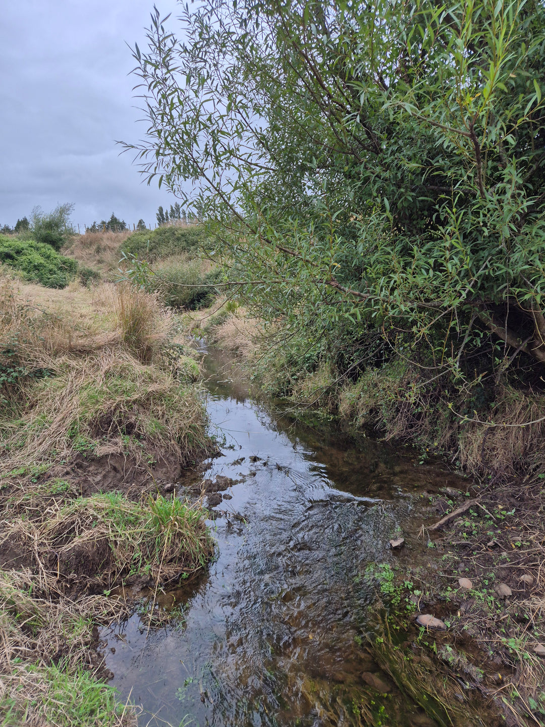 MLD Private Dog Field Hire -- The Stream Explorer