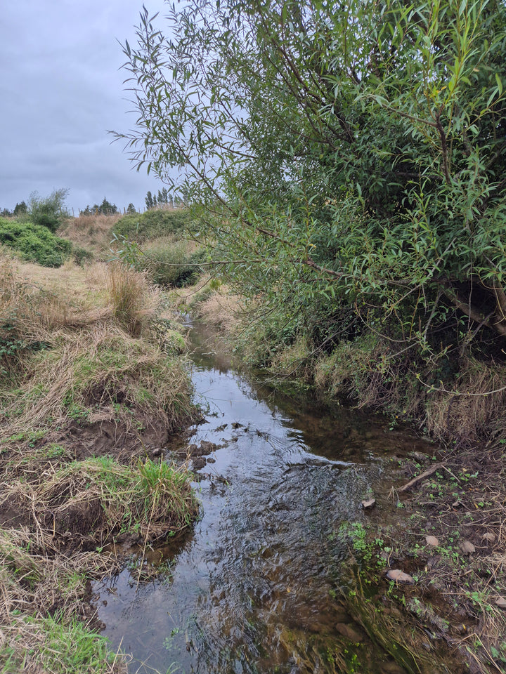 MLD Private Dog Field Hire -- The Stream Explorer