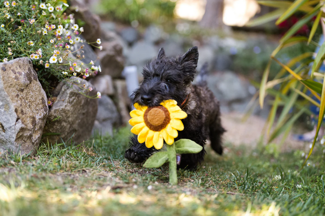 P.L.A.Y. Blooming Buddies Sassy Sunflower